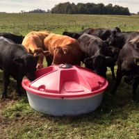 Buffalo lick rum - porn photo 2019 mobile porn video Best pornstar blow job ever